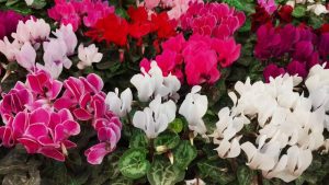 Read more about the article 8 Verschillende soorten Cyclamen Wolfsmelkbloemen