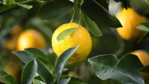 Read more about the article Citroen – de voordelen en nadelen van fruit voor het lichaam van mannen, vrouwen en kinderen !